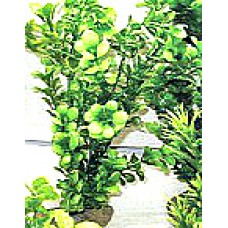 Пластиковое растение для аквариума, 30 см. (арт. TYZC7)