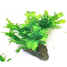 Пластиковое растение для аквариума, 10 см. (арт. TYZA28)
