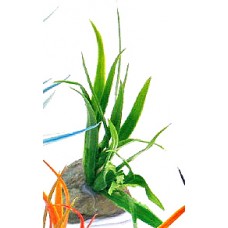Пластиковое растение для аквариума, 10 см. (арт. TYZA13)