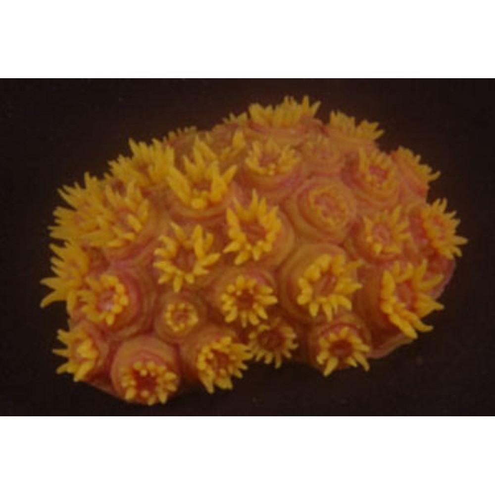 Happy Animals Коралл оранжевый 10.5x7.5x3 см (арт. ХЭП MSH-002-Y)